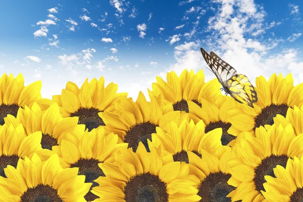 Close up of sunflowers with butterfly — Stock Photo, Image