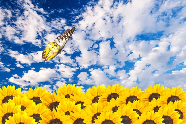 Close up of sunflowers with butterfly — Stock Photo, Image