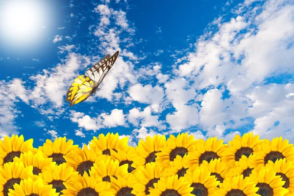 Close up of sunflowers with butterfly — Stock Photo, Image