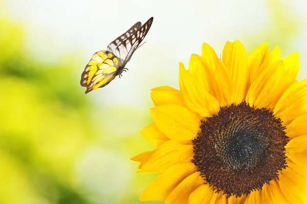 Close up of sunflower with butterfly — Stock Photo, Image