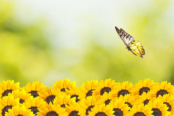 Close up of sunflowers with butterfly — Stock Photo, Image