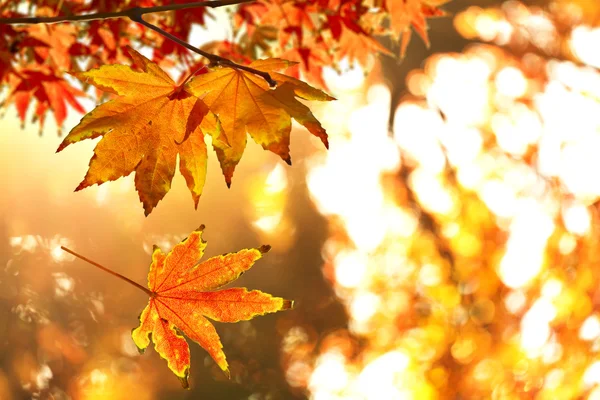 Oranje Herfstbladeren — Stockfoto