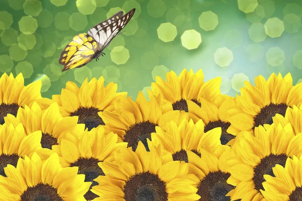 Bliska słoneczniki z motyl — Zdjęcie stockowe