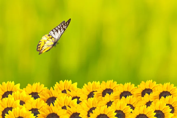 Primer plano de girasoles con mariposa — Foto de Stock