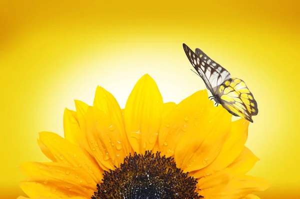 Close up of sunflower with butterfly — Stock Fotó