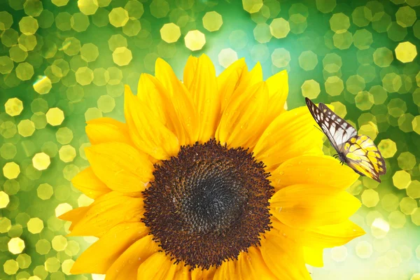 Close up of sunflower with butterfly — Stock Photo, Image