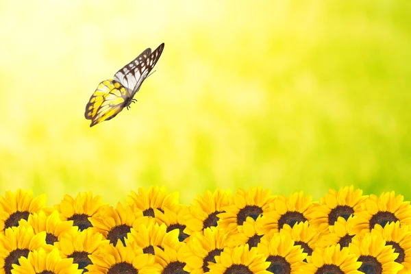 Primer plano de girasoles con mariposa —  Fotos de Stock