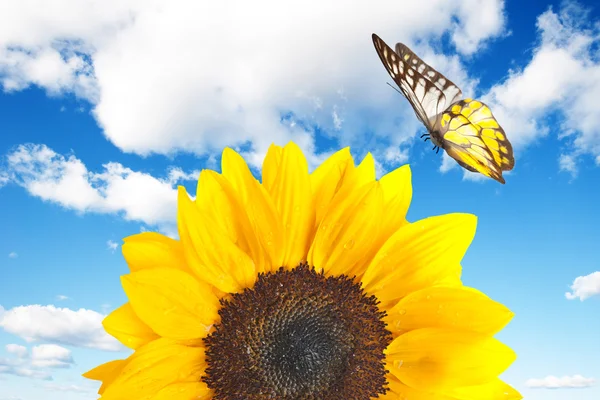 Close up of sunflower with butterfly — Stock Photo, Image