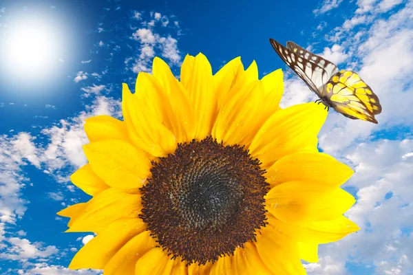 Close up of sunflower with butterfly — ストック写真