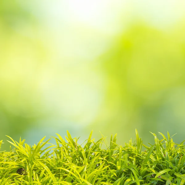Close Up of Green Grass — Stock Photo, Image