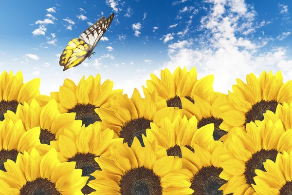 Bliska słoneczniki z motyl — Zdjęcie stockowe