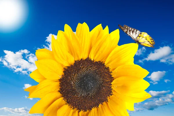 Close up of sunflower with butterfly — Stock Photo, Image