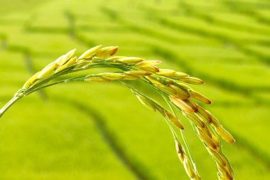 rice spikelet close up clipart