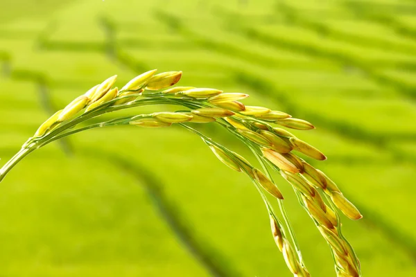 Rijst spikelet close-up — Stockfoto