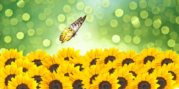 Close up of sunflowers with butterfly — Stock Photo, Image