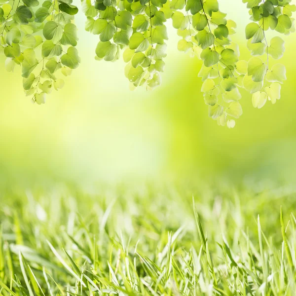 Närbild på grönt gräs med blad — Stockfoto