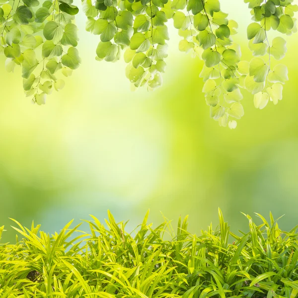 Närbild på grönt gräs med blad — Stockfoto