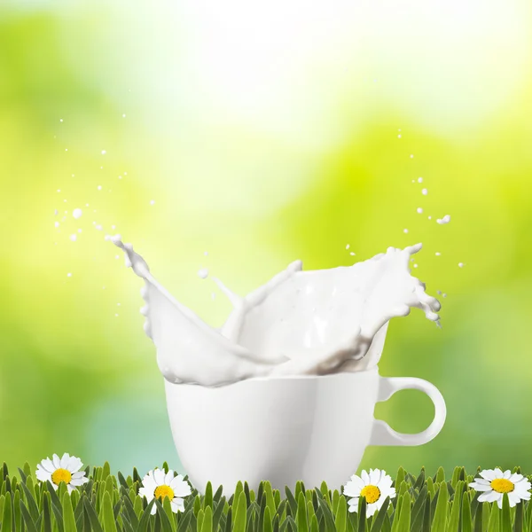 Bílé mléko Splash — Stock fotografie