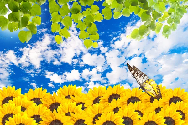 Close up of sunflowers with butterfly — Stock Photo, Image