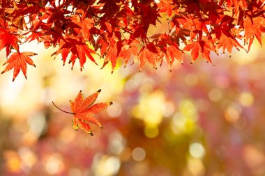 Kırmızı sonbahar yaprakları