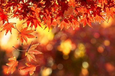 Kırmızı sonbahar yaprakları