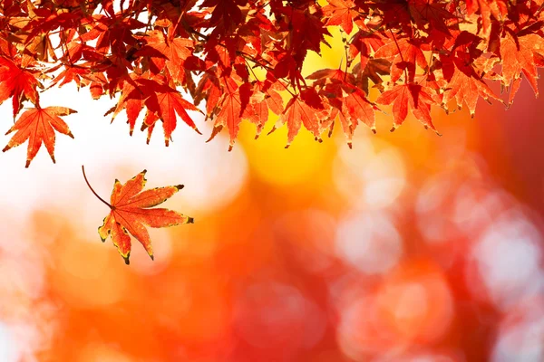 Κόκκινα φύλλα φθινοπώρου — Φωτογραφία Αρχείου