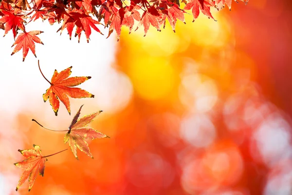 Red Autumn Leaves — Stock Photo, Image