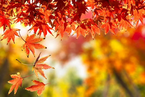 Rote Herbstblätter — Stockfoto