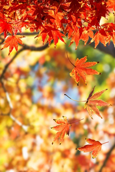 Rode herfstbladeren — Stockfoto