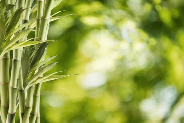 Verse groene bamboe — Stockfoto