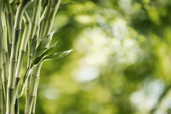 Färsk grön bambu — Stockfoto