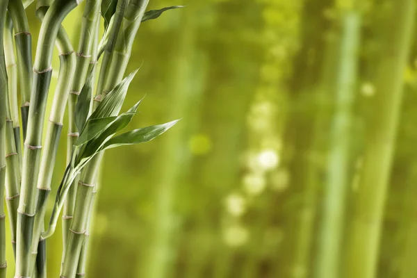 Frischer grüner Bambus — Stockfoto