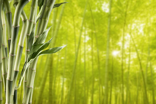 Taze yeşil bambu — Stok fotoğraf