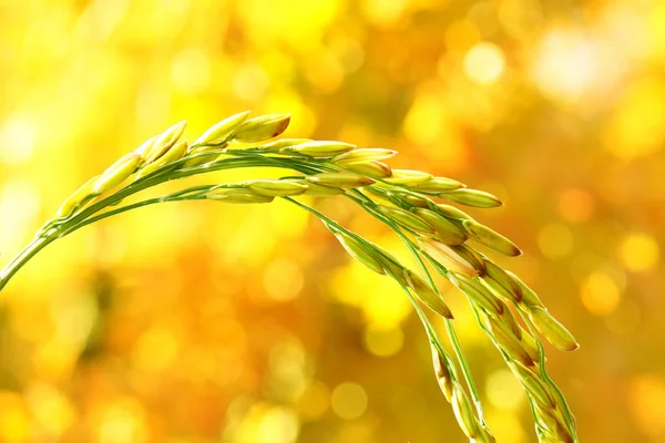 Rice spikelet close up — Stock Photo, Image