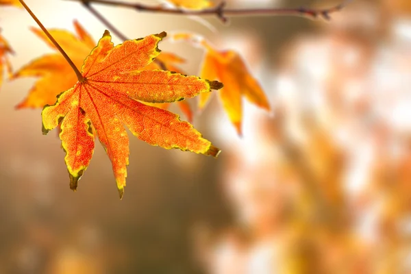 Red Autumn Leaves — Stock Photo, Image