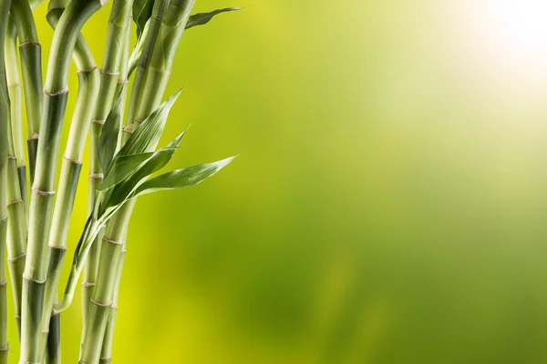 新鲜的绿色竹 — 图库照片