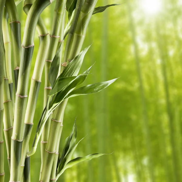新鲜的绿色竹 — 图库照片