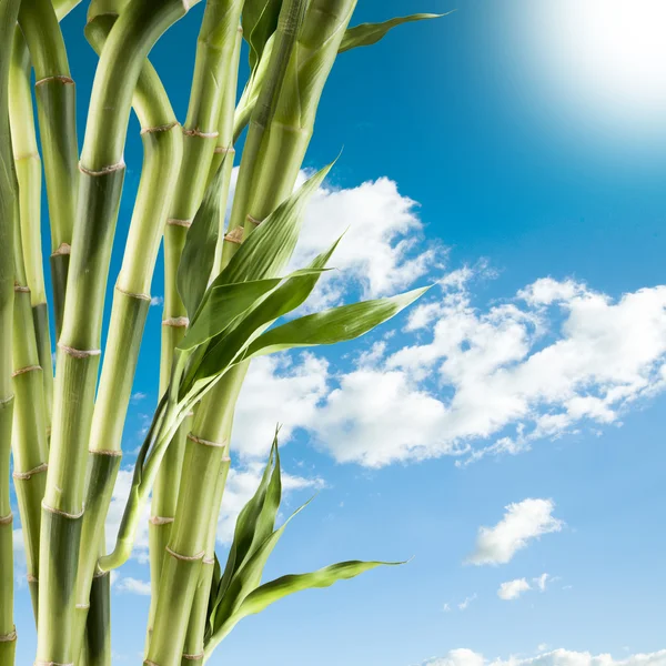 Fresh green bamboo — Stock Photo, Image