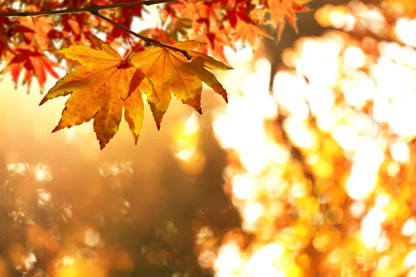 Red maple leaves — Stock Photo, Image