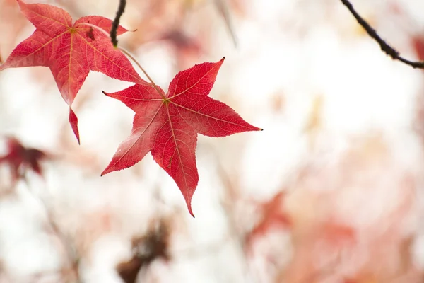 Feuilles d'automne rouges — Photo