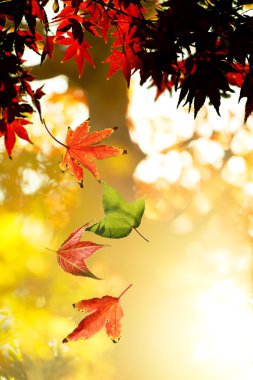 akçaağaç sonbahar yaprakları