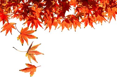 akçaağaç sonbahar yaprakları