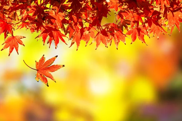 Maple Herfstbladeren — Stockfoto