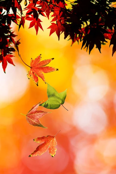 Maple Herfstbladeren — Stockfoto