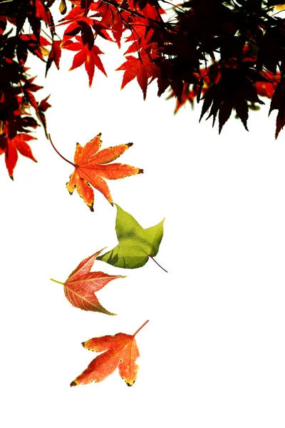 Кленовые листья падают с дерева — стоковое фото