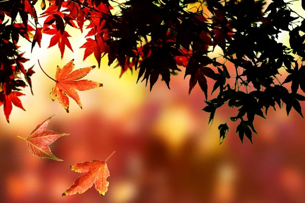 Arce hojas de otoño —  Fotos de Stock