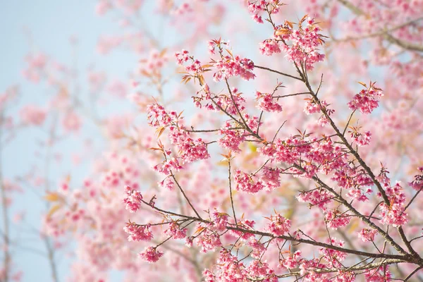 Sakura Virág vagy cseresznyevirág — Stock Fotó