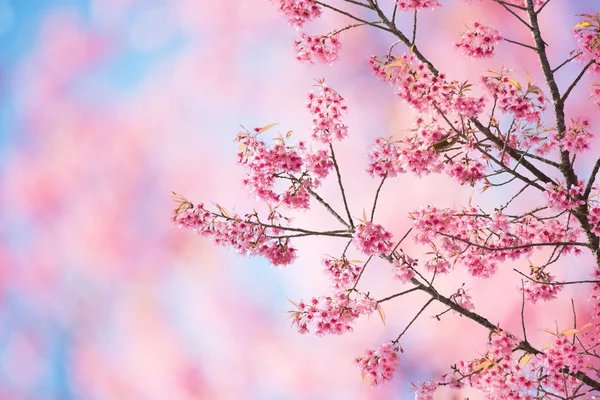 Sakura Flower or Cherry Blossom — Stock Photo, Image