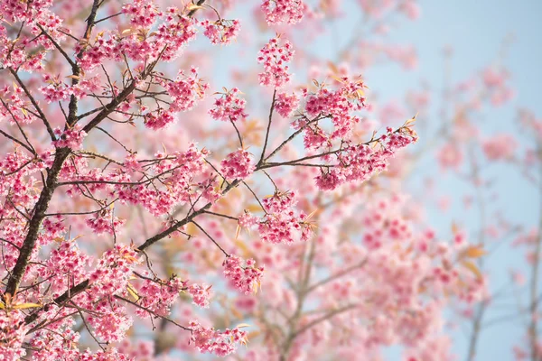 Άνθος Sakura ή άνθη κερασιάς — Φωτογραφία Αρχείου