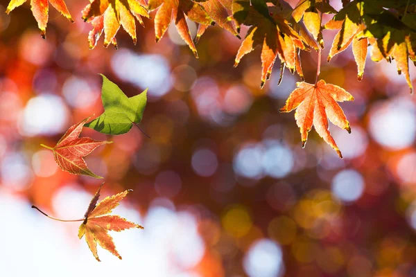 Кленовые осенние листья — стоковое фото